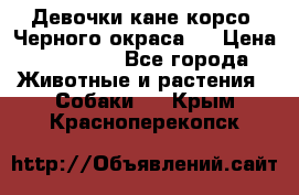 Девочки кане корсо. Черного окраса.  › Цена ­ 65 000 - Все города Животные и растения » Собаки   . Крым,Красноперекопск